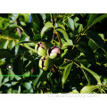 Walnut Kernel Light Helften zonder schaal Walnoot